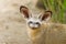 The portrait of Bat-eared fox