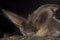 Portrait of Bat, Plecotus austriacus