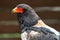 Portrait of a Bateleur