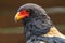 Portrait of a Bateleur