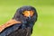 Portrait Bateleur eagle bird of prey