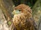 Portrait of a Bateleur Eagle Terathopius ecaudatus