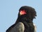 Portrait of a Bateleur, magnificent Rapture of the Kruger National Park, South Africa