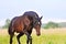 Portrait of bay american trotter horse in summer