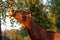 Portrait of bay beautiful purebred akhalteke mare eating birch leaves.  at evening. Russia