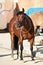 Portrait of a bay criollo horse yawning