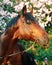 Portrait of bay horse at blossom bush background in last sun ray