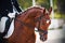 Portrait of a Bay horse with braided mane, which gallops with a rider in the saddle at a sporting event