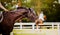 Portrait of a bay horse with a bridle on its muzzle and with a rider in the saddle on a summer day. Equestrian sports and