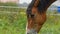 Portrait of a bay horse closeup