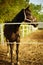 Portrait of bay horse grazes in corral at sunny day