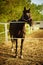 Portrait of bay horse grazes in corral at sunny summer day