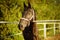 Portrait of a bay horse grazes outdoor at summer