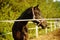 Portrait of a bay horse grazes at summer sunny day