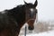 Portrait of a bay horse head, looks into the frame. In the background, snow-covered field and low vegetation.