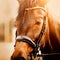 Portrait of a bay horse with its eyes closed on a sunny day. Equestrian sports. Horse riding