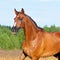 Portrait of bay horse looking back