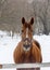 Portrait of a bay horse next to a stable in the woods in winter
