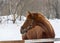 Portrait of a bay horse next to a stable in the woods in winter