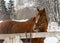Portrait of a bay horse next to a stable in the woods in winter