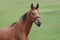 Portrait of bay mare horse in green field in summer
