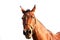 Portrait of a bay mare in a leather halter on a white background