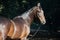 Portrait of bay Marwari mare posing  in garden. sunny day. Gujarat, India