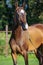 Portrait of bay purebred akhalteke mare