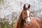 Portrait of bay  sportive  horse posing near  blossom tree. spring