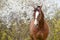 Portrait of bay  sportive  horse posing nearly  blossom tree. spring