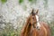 Portrait of bay  sportive  horse posing nearly  blossom tree. spring