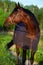 Portrait of bay  sportive stalion  horse-cover