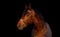Portrait of bay  sportive Trakehner stalion  horse-cover at black background. close up