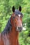 Portrait of the bay trotter stallion in freedomPortrait of bay orlov trotter on the green background