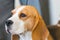 Portrait of beagle