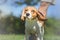 Portrait of Beagle dog After Bath