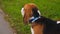 Portrait of beagle dog close up