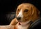 Portrait of beagle dog female lying on black leather sofa