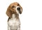 Portrait of a beagle dog glancing away on a white background with copy space