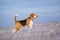 Portrait of a Beagle dog on a walk on a Sunny winter day