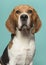 Portrait of a beagle looking at the camera on a blue background