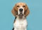 Portrait of a beagle looking at the camera on a blue background