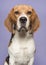 Portrait of a beagle looking at the camera on a purple background