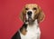 Portrait of a beagle looking at the camera on a red background