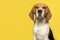 Portrait of a beagle looking at the camera on a yellow background