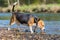 Portrait of a Beagle playing at a river