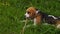 Portrait of beagle playing with stick