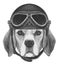 Portrait of Beagle with Vintage Helmet.