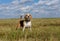 Portrait of a Beagle on a walk in the field