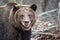 Portrait bear in autumn forest